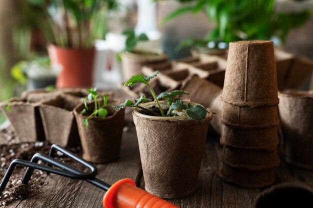 植物の苗をクローズアップ