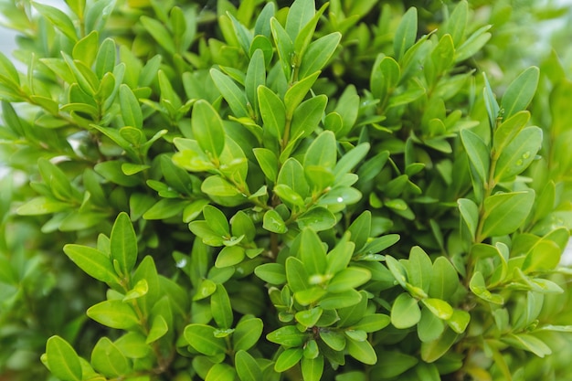 Close-up of plants