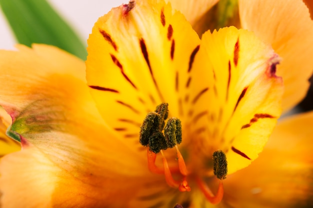 Close-up of a pollen