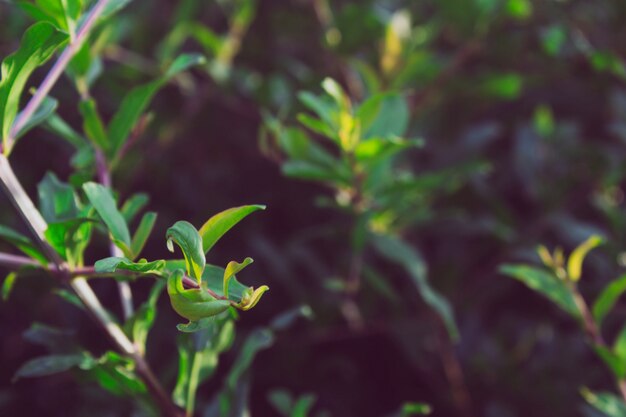 Close up pomegranate leaves