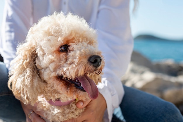 Close-up poodle sitting in owner lap