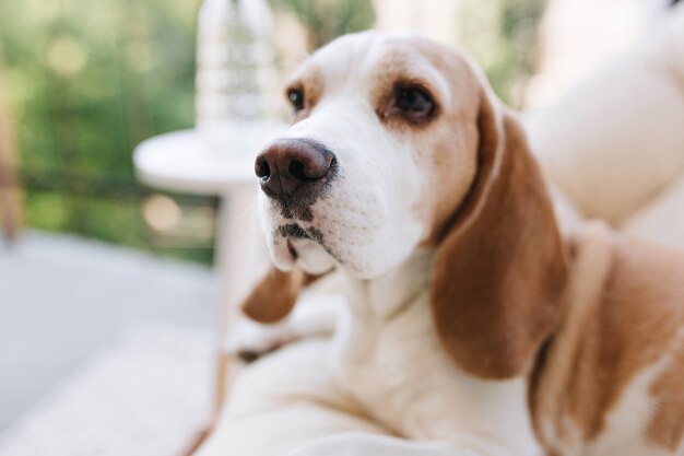 思慮深く目をそらしている長い耳を持つ美しいビーグル犬のクローズアップの肖像画