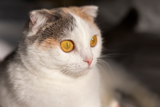 Close up portrait on beautiful cat