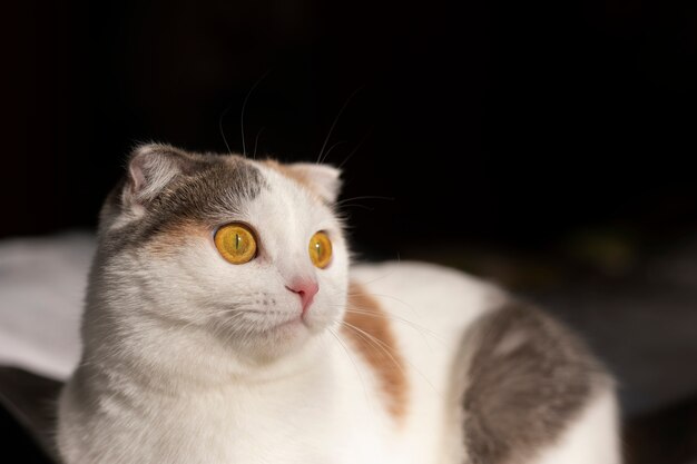 Close up portrait on beautiful cat