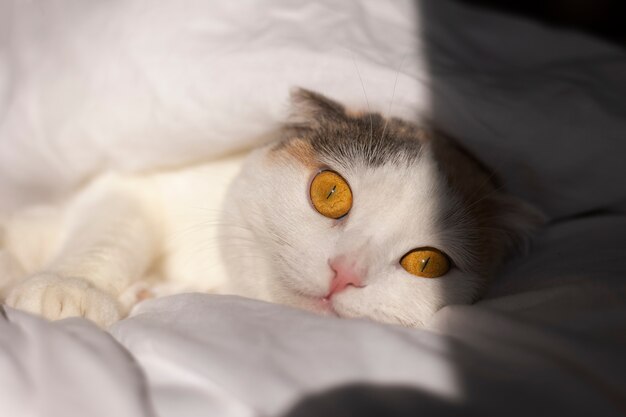 Close up portrait on beautiful cat