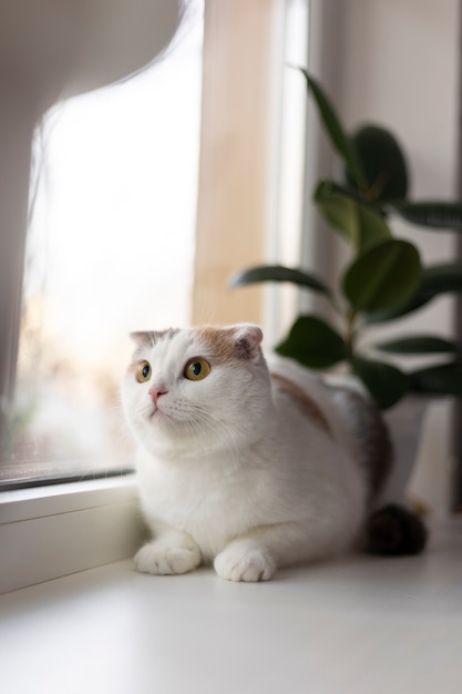 Крупным планом портрет на красивой кошке