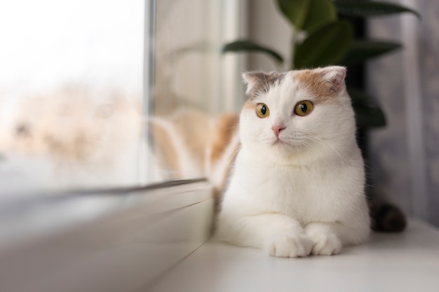 Close up portrait on beautiful cat