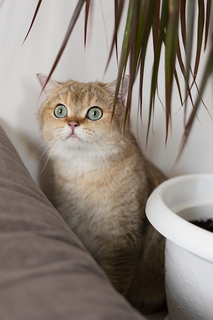 Close up portrait on beautiful cat