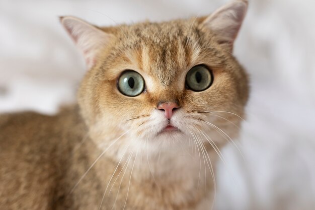 Close up portrait on beautiful cat