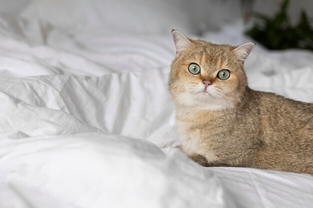 Close up portrait on beautiful cat