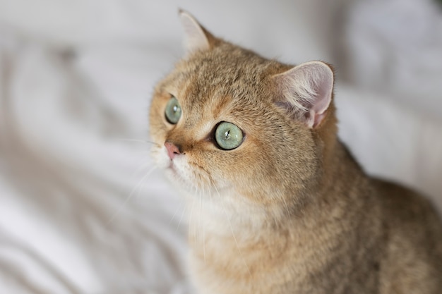Уссури кошка