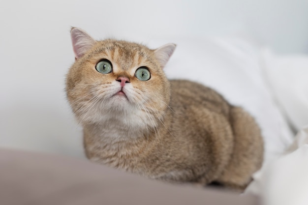 Close up portrait on beautiful cat