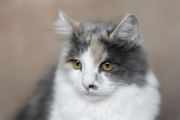 Free photo close up portrait on beautiful cat