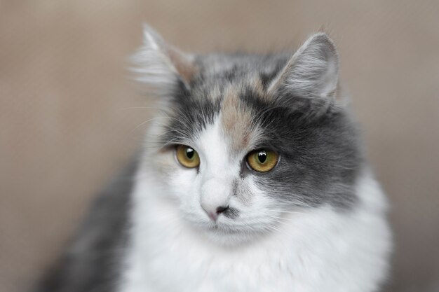 Крупным планом портрет на красивой кошке