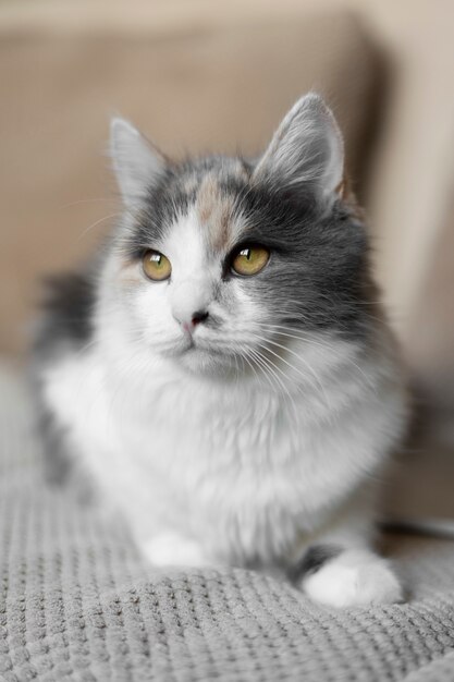 Free photo close up portrait on beautiful cat