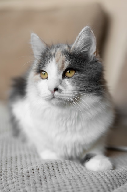 Close up portrait on beautiful cat