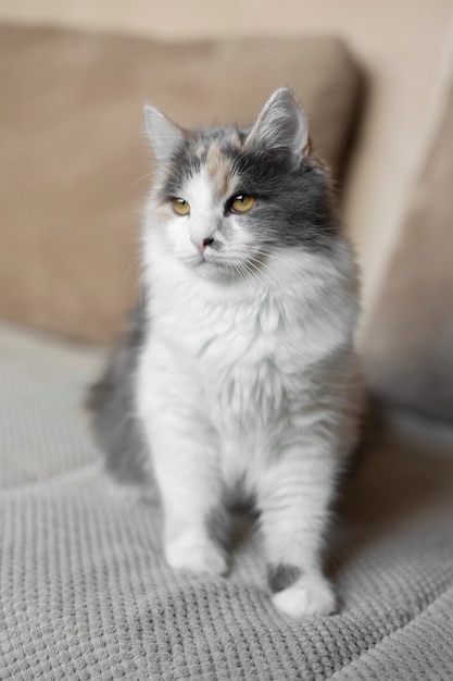 Close up portrait on beautiful cat