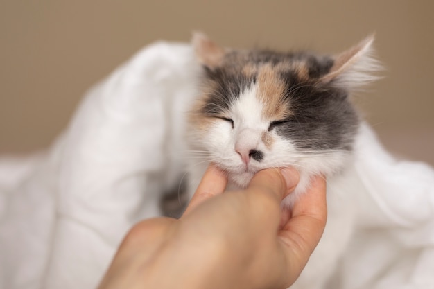 Foto gratuita ritratto ravvicinato su bellissimo gatto