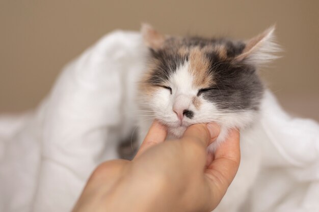 Close up portrait on beautiful cat