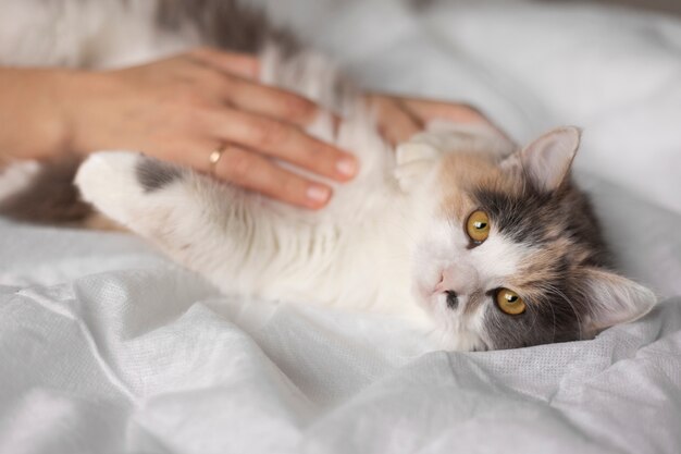 Close up portrait on beautiful cat