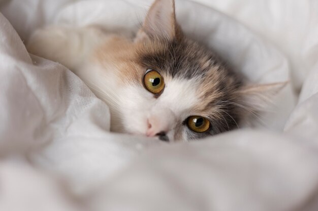 Close up portrait on beautiful cat