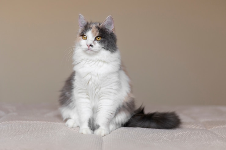 無料Photo 美しい猫の肖像画をクローズアップ