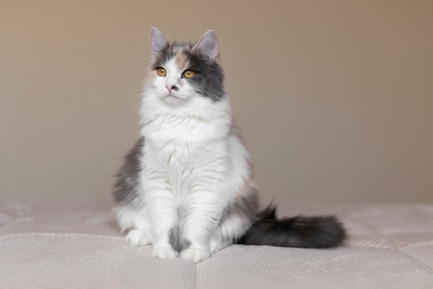 Close up portrait on beautiful cat