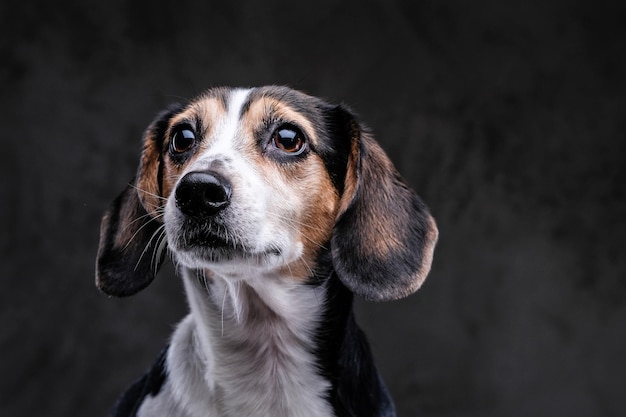 Close-up portrait of a cute little beagle dog isolated on a dark background.