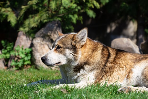 Close up portrait of a husky dog lying on the grass.