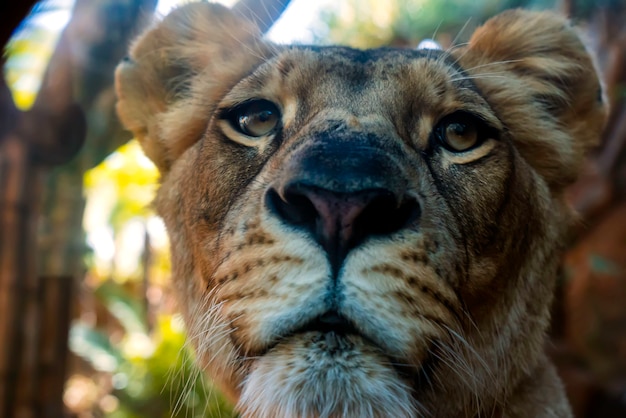 Foto gratuita ritratto di leonessa da vicino