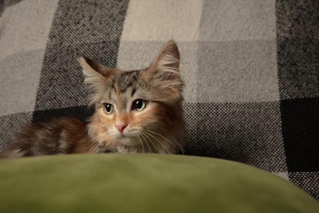 Close-up portrait of multicolored purebred kitten of siberian cat sitting on sofa