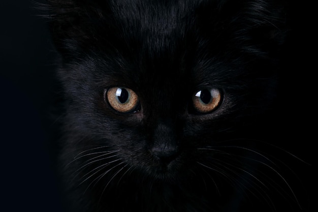 オレンジ色の目を持つハロウィーンの黒猫の肖像画をクローズアップ