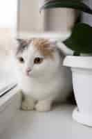 Бесплатное фото Крупным планом портрет на красивой кошке