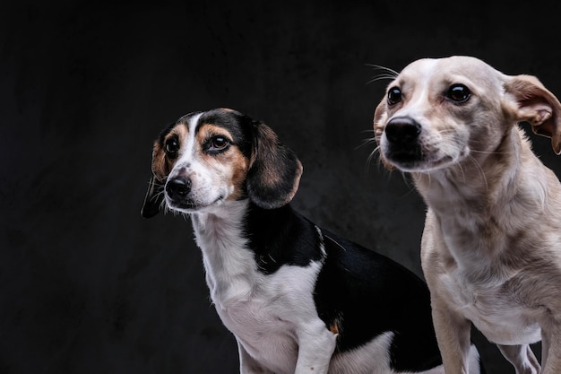 어두운 배경에 격리된 두 개의 귀여운 강아지의 클로즈업 초상화.