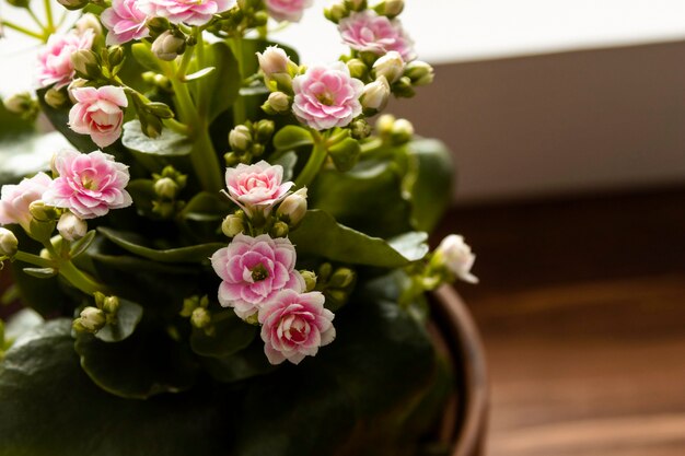 Close-up pot with flower