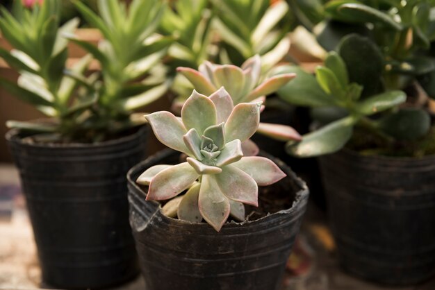 Foto gratuita primo piano della pianta succulente in vaso