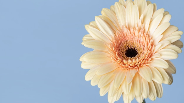 Close-up of a pretty bloomed flower