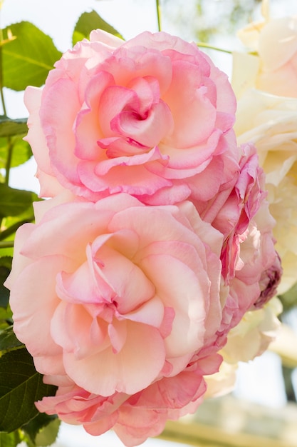 Close-up pretty bunch of pink roses