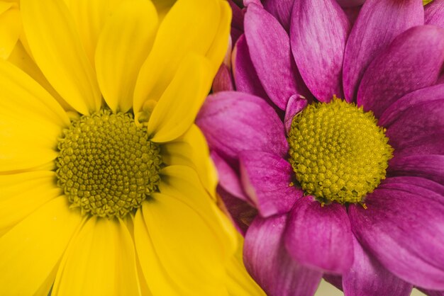 노란색과 보라색 꽃잎과 예쁜 꽃의 근접 촬영