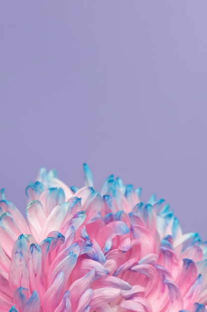 Close-up of a pretty pink and blue flower