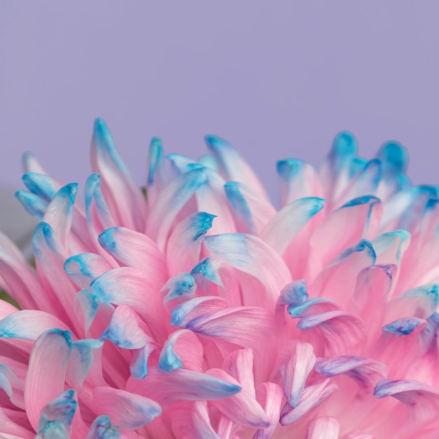 かわいらしいピンクとブルーの花のクローズアップ