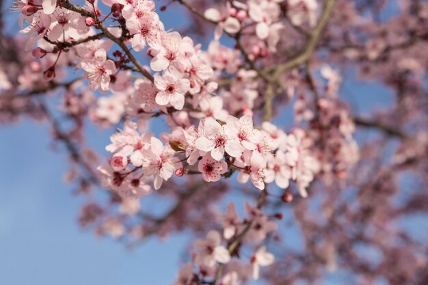 きれいなピンクの花のクローズアップ