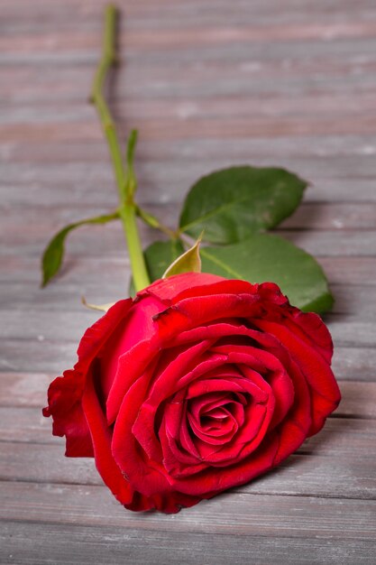 Close-up pretty red rose on a table