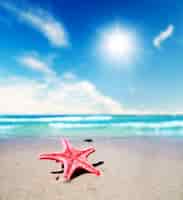 Foto gratuita close-up della bella stella marina in una giornata estiva