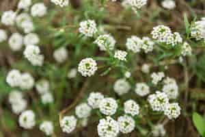 Free photo close-up of pretty white flowers outdoors