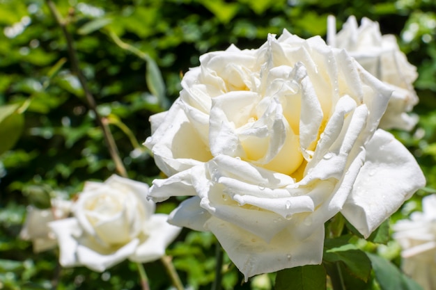 Крупным планом красивые белые лепестки роз