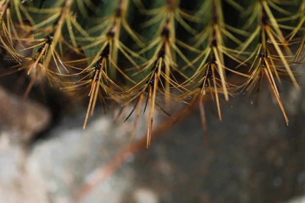 Free photo close-up prickles on cactus