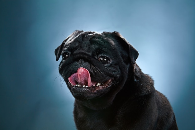 Close-up a Pug puppy 