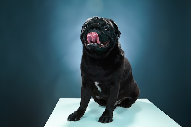 Foto gratuita primo piano un cucciolo di pug