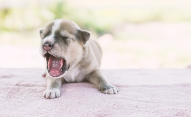 Close-up of puppy yawning